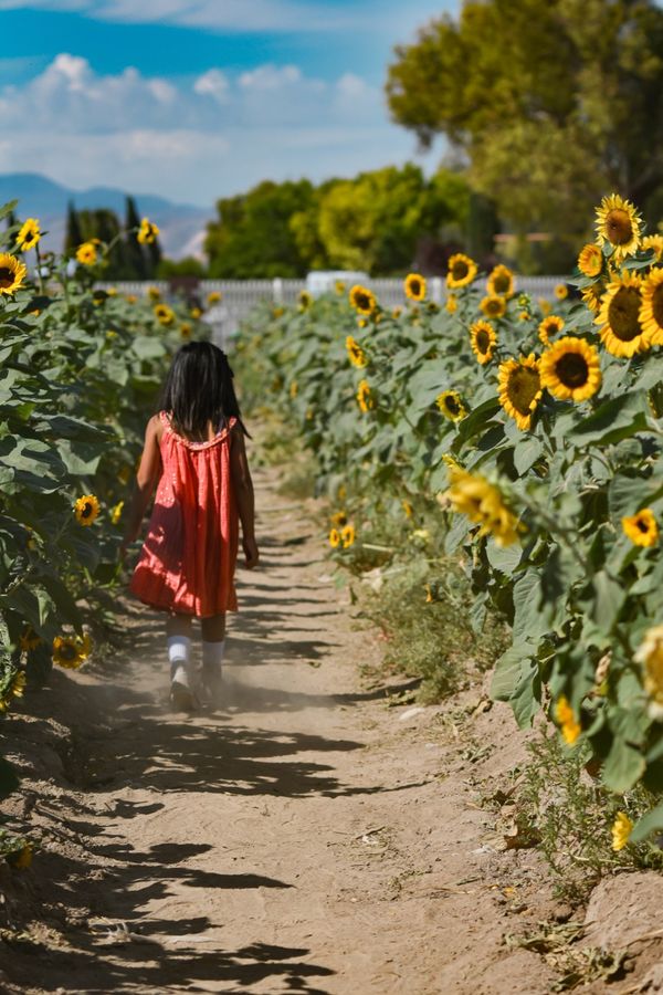 Young girl running through a sunflower field