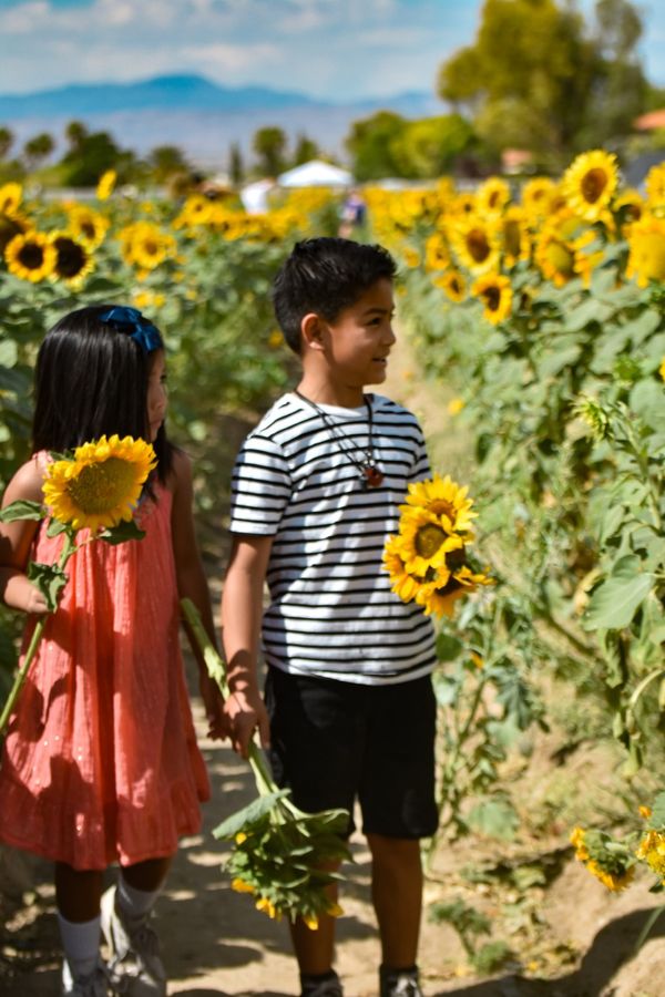 Children playing together in a sunflower field